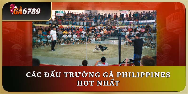 Các đấu trường gà Philippines hot nhất thị trường Các đấu trường gà Philippines hot nhất thị trường