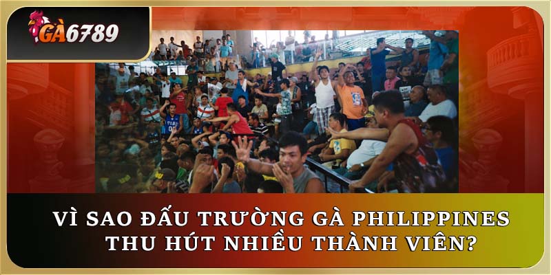 Vì sao đấu trường gà Philippines thu hút nhiều thành viên? Vì sao đấu trường gà Philippines thu hút nhiều thành viên?