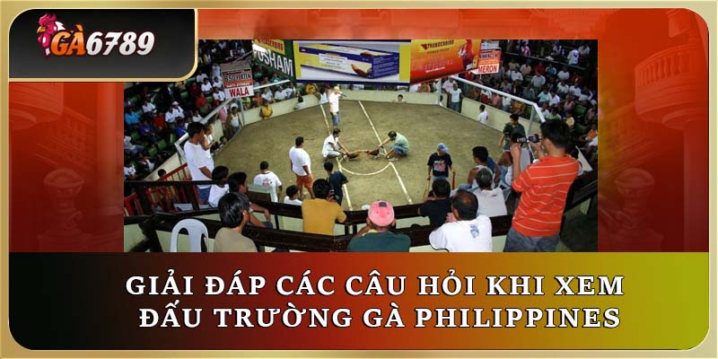 Giải đáp các câu hỏi khi xem đấu trường gà Philippines Giải đáp các câu hỏi khi xem đấu trường gà Philippines