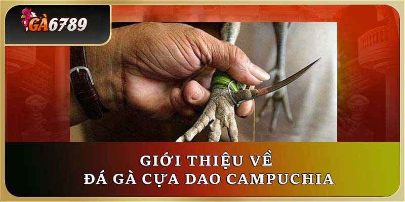 Giới thiệu về đá gà cựa dao Campuchia Giới thiệu về đá gà cựa dao Campuchia