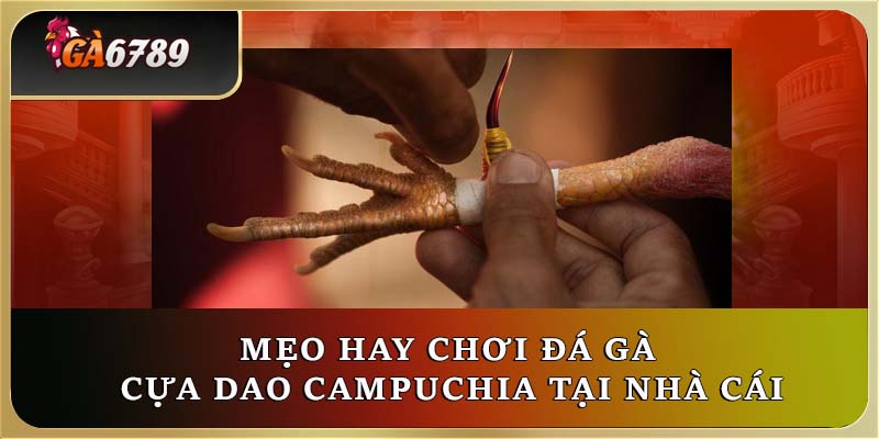 Mẹo hay chơi đá gà cựa dao Campuchia tại nhà cái Mẹo hay chơi đá gà cựa dao Campuchia tại nhà cái