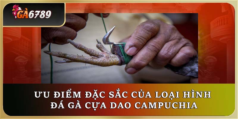 Ưu điểm đặc sắc của loại hình đá gà cựa dao Campuchia Ưu điểm đặc sắc của loại hình đá gà cựa dao Campuchia