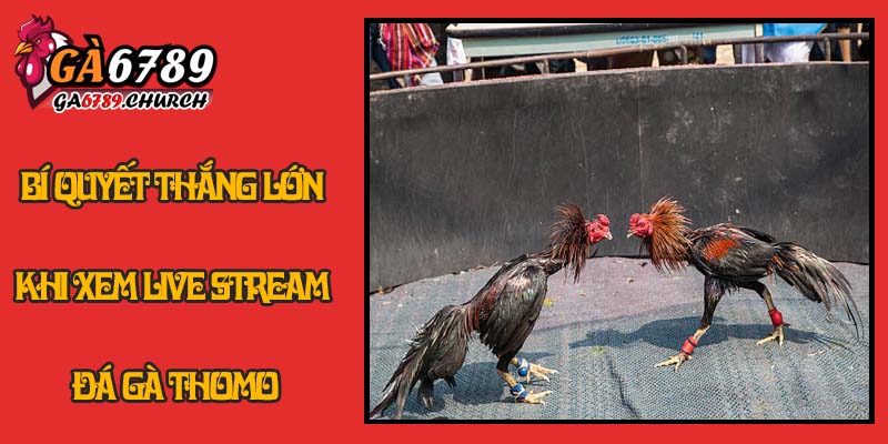 Bí Quyết Thắng Lớn Khi Xem Live Stream Đá Gà Thomo Bí Quyết Thắng Lớn Khi Xem Live Stream Đá Gà Thomo