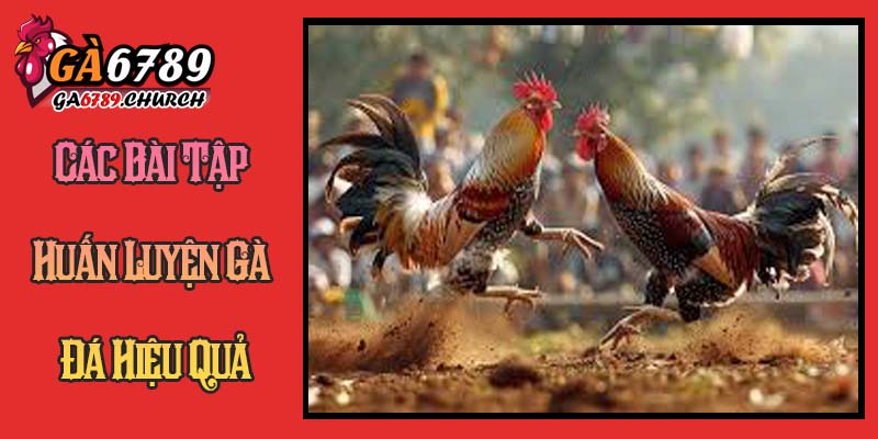 Các Bài Tập Huấn Luyện Gà Đá Hiệu Quả Các Bài Tập Huấn Luyện Gà Đá Hiệu Quả