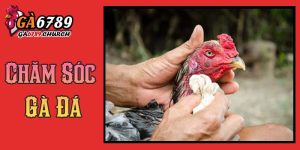 Chăm Sóc Gà Đá