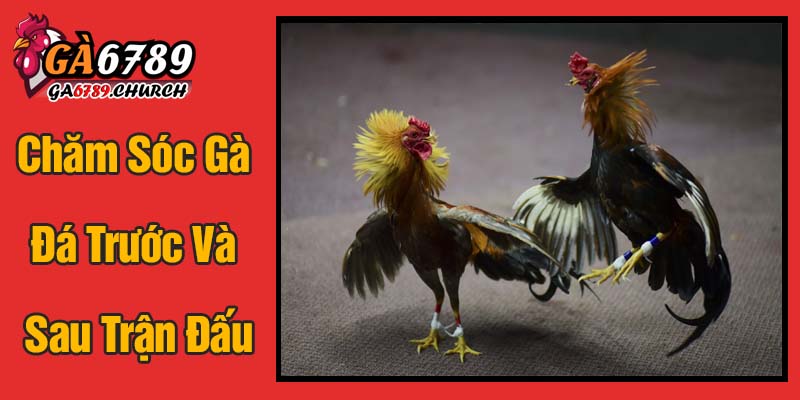 Chăm Sóc Gà Đá Trước Và Sau Trận Đấu Chăm Sóc Gà Đá Trước Và Sau Trận Đấu