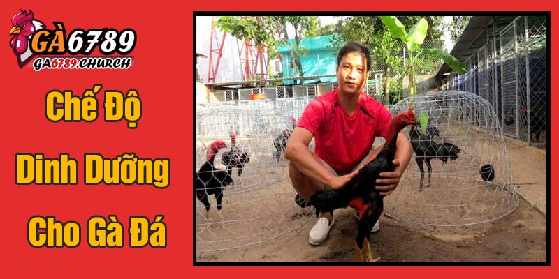 Chế Độ Dinh Dưỡng Cho Gà Đá Chế Độ Dinh Dưỡng Cho Gà Đá