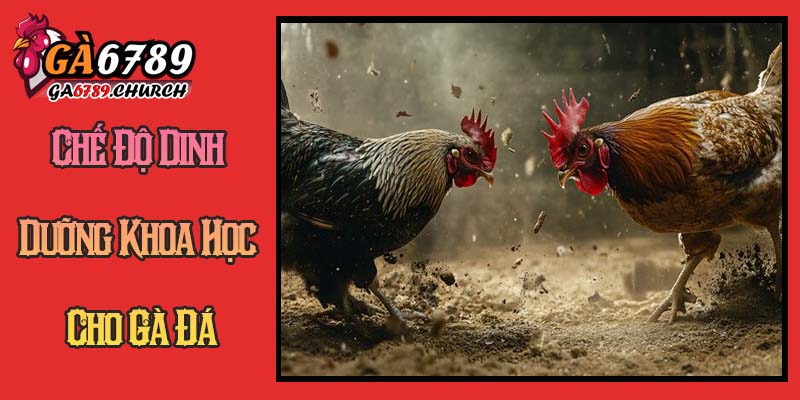 Chế Độ Dinh Dưỡng Khoa Học Cho Gà Đá Chế Độ Dinh Dưỡng Khoa Học Cho Gà Đá