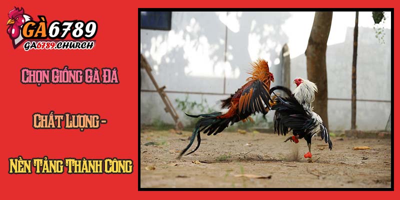 Chọn Giống Gà Đá Chất Lượng - Nền Tảng Thành Công Chọn Giống Gà Đá Chất Lượng - Nền Tảng Thành Công