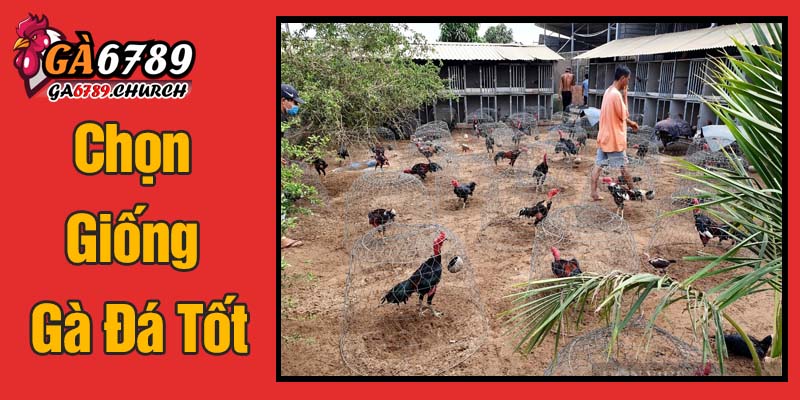 Chọn Giống Gà Đá Tốt - Nền Tảng Thành Công Chọn Giống Gà Đá Tốt - Nền Tảng Thành Công