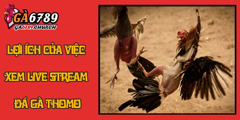 Hướng Dẫn Tham Gia Live Stream Đá Gà Thomo Hướng Dẫn Tham Gia Live Stream Đá Gà Thomo