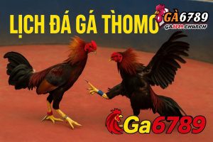 Lịch Đá Gà Thomo