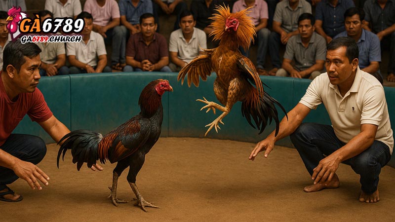 Cách Theo Dõi Lịch Đá Gà Thomo Trên Ga6789 Cách Theo Dõi Lịch Đá Gà Thomo Trên Ga6789