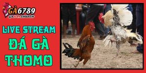 Live Stream Đá Gà Thomo
