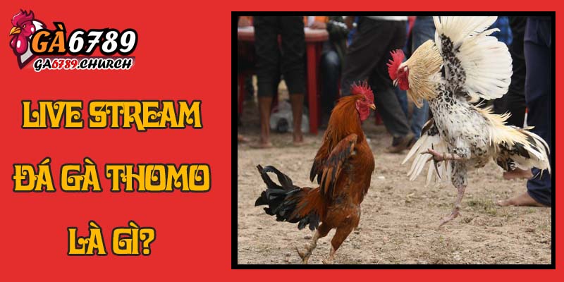 Live Stream Đá Gà Thomo Là Gì Live Stream Đá Gà Thomo Là Gì