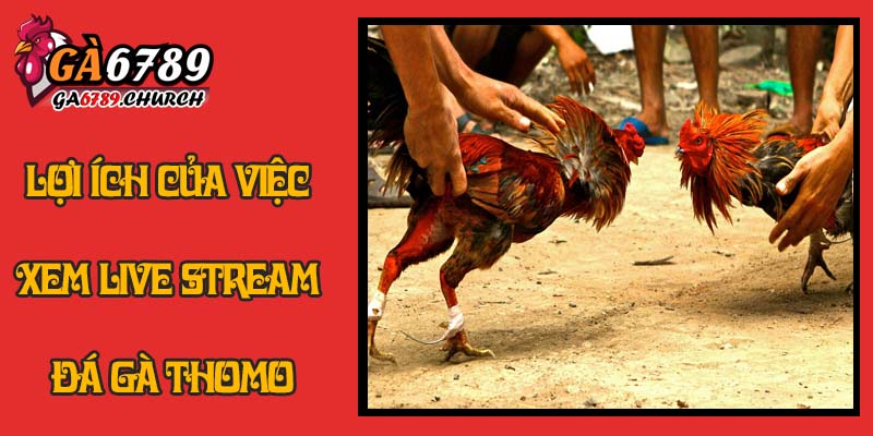 Lợi Ích Của Việc Xem Live Stream Đá Gà Thomo Lợi Ích Của Việc Xem Live Stream Đá Gà Thomo