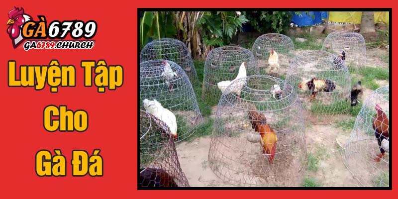 Luyện Tập Cho Gà Đá - Bí Quyết Tăng Sức Mạnh Luyện Tập Cho Gà Đá - Bí Quyết Tăng Sức Mạnh
