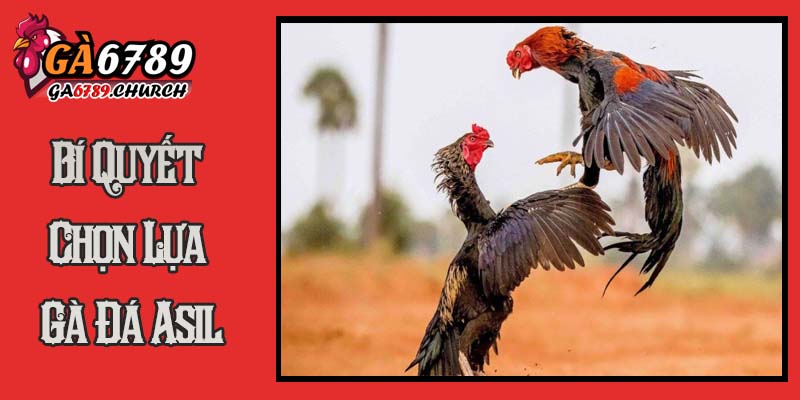 Bí Quyết Chọn Lựa Gà Đá Asil Tiềm Năng Từ Chuyên Gia Bí Quyết Chọn Lựa Gà Đá Asil Tiềm Năng Từ Chuyên Gia