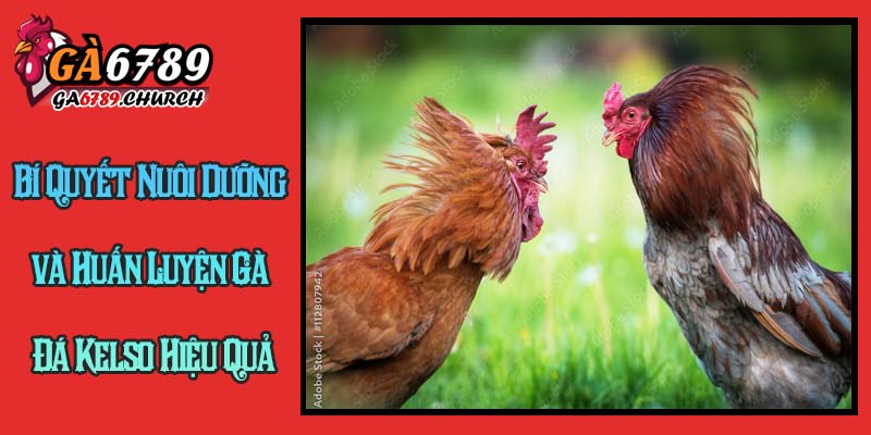 Bí Quyết Nuôi Dưỡng và Huấn Luyện Gà Đá Kelso Hiệu Quả Bí Quyết Nuôi Dưỡng và Huấn Luyện Gà Đá Kelso Hiệu Quả