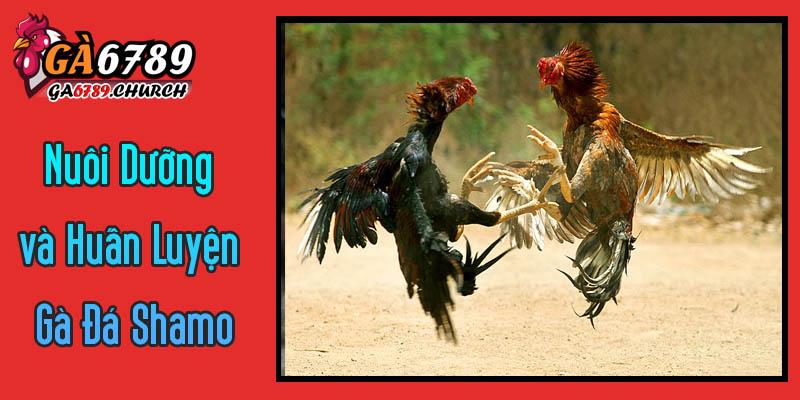 Bí Quyết Nuôi Dưỡng và Huấn Luyện Gà Đá Shamo Để Trở Thành Chiến Binh Mạnh Nhất Bí Quyết Nuôi Dưỡng và Huấn Luyện Gà Đá Shamo Để Trở Thành Chiến Binh Mạnh Nhất