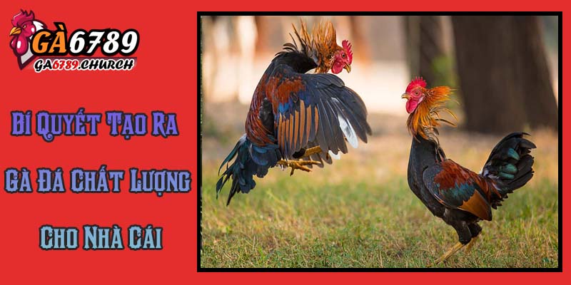 Bí Quyết Tạo Ra Gà Đá Chất Lượng Cho Nhà Cái Bí Quyết Tạo Ra Gà Đá Chất Lượng Cho Nhà Cái