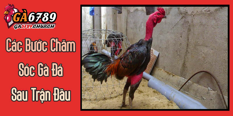 Hướng Dẫn Chi Tiết Các Bước Chăm Sóc Gà Đá Sau Trận Đấu Từ Ga6789 Hướng Dẫn Chi Tiết Các Bước Chăm Sóc Gà Đá Sau Trận Đấu Từ Ga6789
