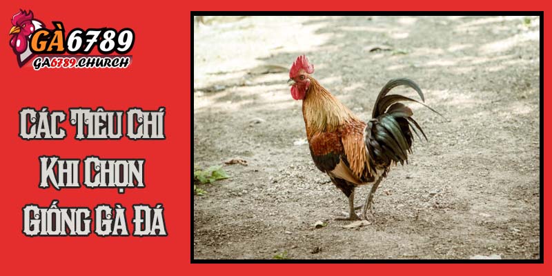 Các Tiêu Chí Khi Chọn Giống Gà Đá Các Tiêu Chí Khi Chọn Giống Gà Đá