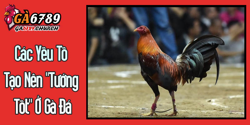 Các Yếu Tố Tạo Nên "Tướng Tốt" Ở Gà Đá Các Yếu Tố Tạo Nên "Tướng Tốt" Ở Gà Đá