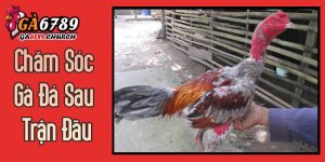 Chăm Sóc Gà Đá Sau Trận Đấu