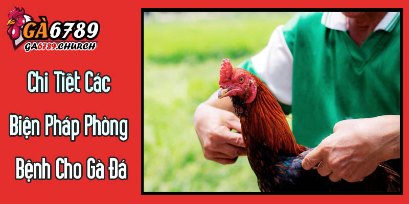 Hướng Dẫn Chi Tiết Các Biện Pháp Phòng Bệnh Cho Gà Đá Từ Ga6789 Hướng Dẫn Chi Tiết Các Biện Pháp Phòng Bệnh Cho Gà Đá Từ Ga6789