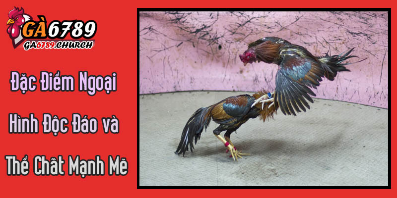 Giải Mã Đặc Điểm Ngoại Hình Độc Đáo và Thể Chất Mạnh Mẽ Của Gà Đá Malay Giải Mã Đặc Điểm Ngoại Hình Độc Đáo và Thể Chất Mạnh Mẽ Của Gà Đá Malay