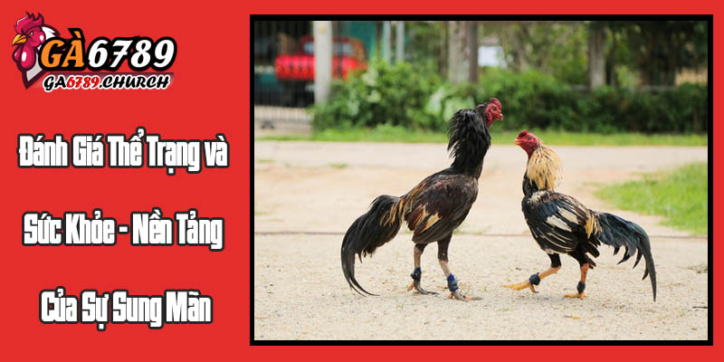 Đánh Giá Thể Trạng và Sức Khỏe - Nền Tảng Của Sự Sung Mãn Đánh Giá Thể Trạng và Sức Khỏe - Nền Tảng Của Sự Sung Mãn