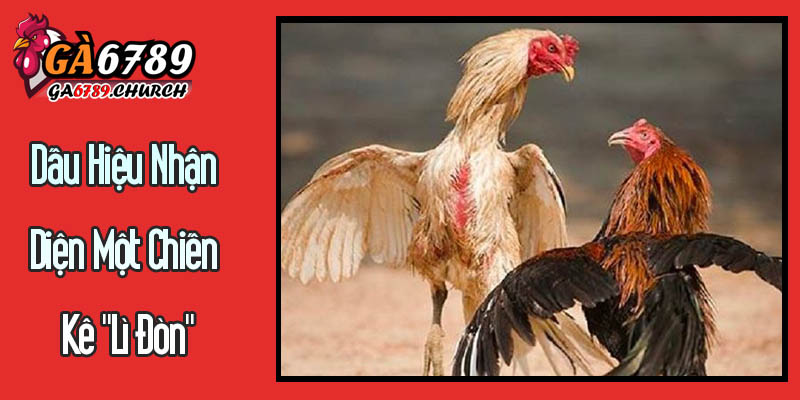 Dấu Hiệu Nhận Diện Một Chiến Kê "Lì Đòn" Dấu Hiệu Nhận Diện Một Chiến Kê "Lì Đòn"