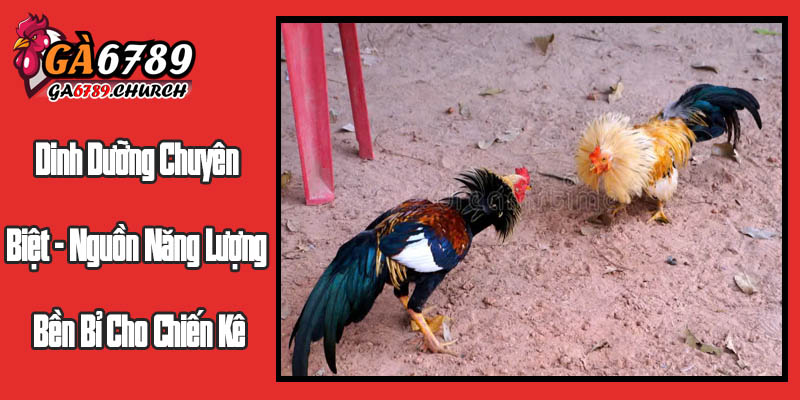 Dinh Dưỡng Chuyên Biệt - Nguồn Năng Lượng Bền Bỉ Cho Chiến Kê Dinh Dưỡng Chuyên Biệt - Nguồn Năng Lượng Bền Bỉ Cho Chiến Kê