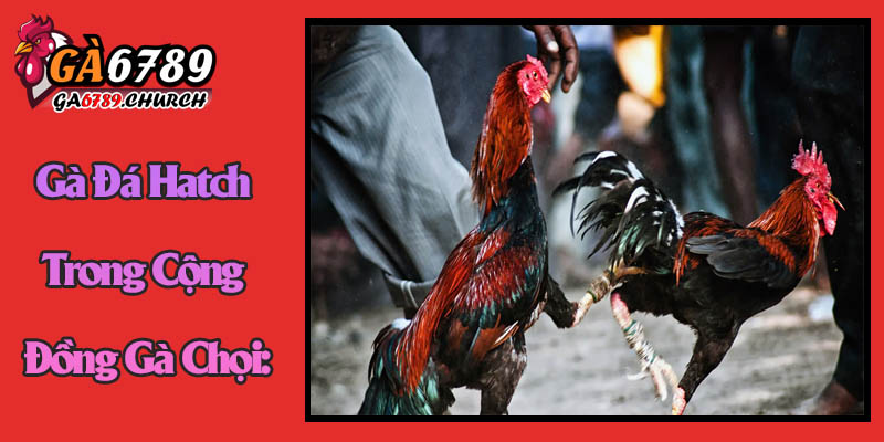 Gà Đá Hatch Trong Cộng Đồng Gà Chọi: Sự Kính Nể và Giá Trị Gà Đá Hatch Trong Cộng Đồng Gà Chọi: Sự Kính Nể và Giá Trị