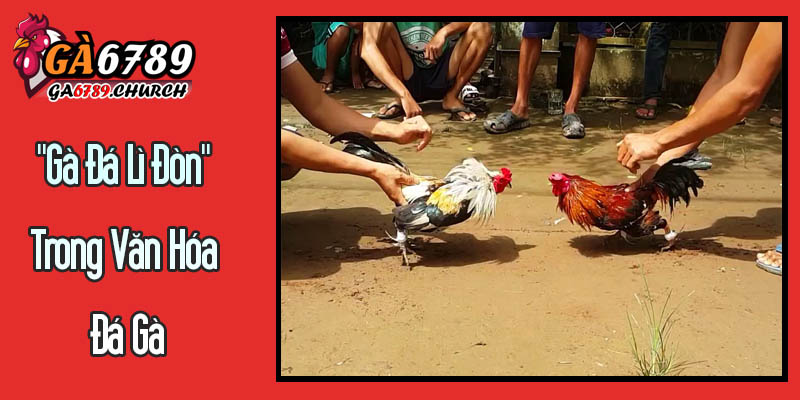 "Gà Đá Lì Đòn" Trong Văn Hóa Đá Gà "Gà Đá Lì Đòn" Trong Văn Hóa Đá Gà