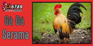 Gà Đá Serama
