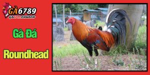 Gà đá Roundhead