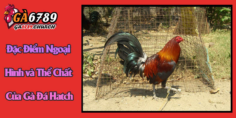 Giải Mã Đặc Điểm Ngoại Hình và Thể Chất Của Gà Đá Hatch Giải Mã Đặc Điểm Ngoại Hình và Thể Chất Của Gà Đá Hatch