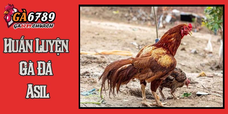 Huấn Luyện Gà Đá Asil: Nghệ Thuật Rèn Giũa Chiến Kê Bất Bại Huấn Luyện Gà Đá Asil: Nghệ Thuật Rèn Giũa Chiến Kê Bất Bại