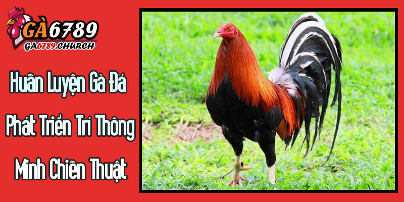 Huấn Luyện Gà Đá Phát Triển Trí Thông Minh Chiến Thuật Huấn Luyện Gà Đá Phát Triển Trí Thông Minh Chiến Thuật