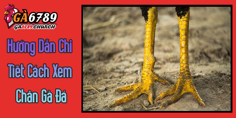 Hướng Dẫn Chi Tiết Cách Xem Chân Gà Đá Theo Kinh Nghiệm Ga6789 Hướng Dẫn Chi Tiết Cách Xem Chân Gà Đá Theo Kinh Nghiệm Ga6789