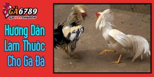 Hướng Dẫn Làm Thuốc Cho Gà Đá