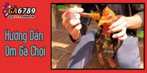 Hướng Dẫn Om Gà Chọi