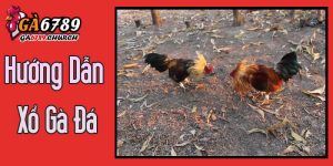 Hướng Dẫn Xổ Gà Đá