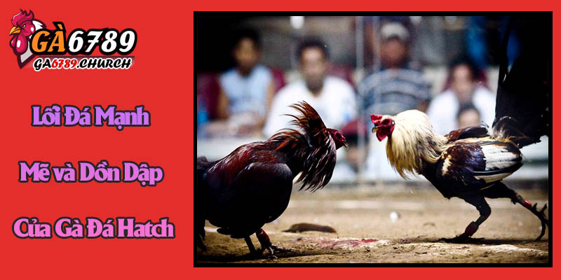 Khám Phá Lối Đá Mạnh Mẽ và Dồn Dập Của Gà Đá Hatch Khám Phá Lối Đá Mạnh Mẽ và Dồn Dập Của Gà Đá Hatch