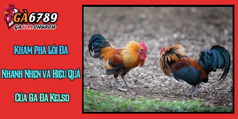 Khám Phá Lối Đá Nhanh Nhẹn và Hiệu Quả Của Gà Đá Kelso Khám Phá Lối Đá Nhanh Nhẹn và Hiệu Quả Của Gà Đá Kelso
