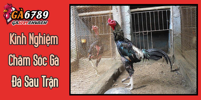 Kinh Nghiệm Chăm Sóc Gà Đá Sau Trận Từ Các Sư Kê Ga6789 Kinh Nghiệm Chăm Sóc Gà Đá Sau Trận Từ Các Sư Kê Ga6789