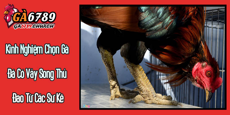 Kinh Nghiệm Chọn Gà Đá Có Vảy Song Thủ Đao Từ Các Sư Kê Kinh Nghiệm Chọn Gà Đá Có Vảy Song Thủ Đao Từ Các Sư Kê