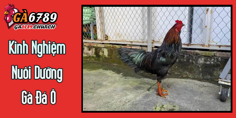 Kinh Nghiệm Nuôi Dưỡng Gà Đá Ô Để Phát Huy Tối Đa Tiềm Năng Kinh Nghiệm Nuôi Dưỡng Gà Đá Ô Để Phát Huy Tối Đa Tiềm Năng